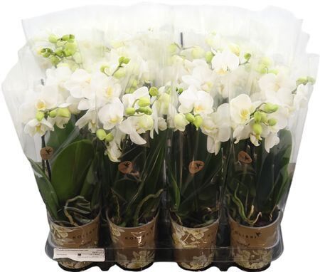 Phal Kolibri Alaska 3 Tak