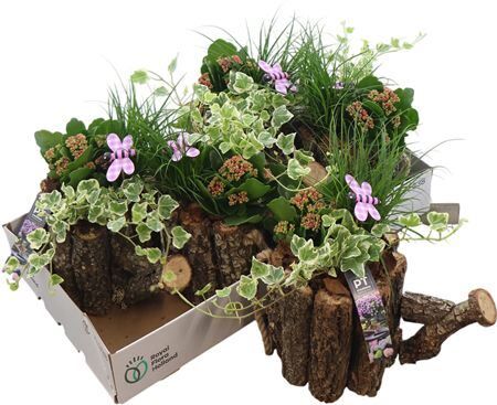 Arr Garden In Gieter Hout