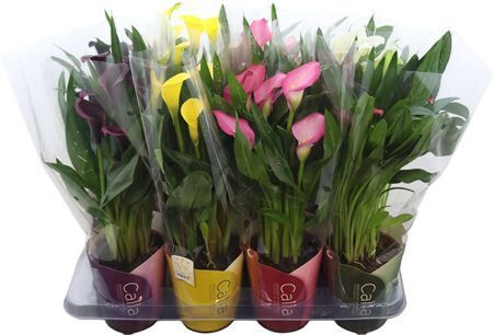 Zant Gemengd 5+ Potcover Tst