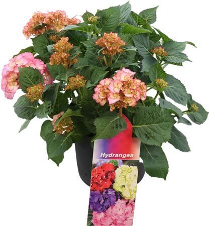 Hydr Mac Pink Special 8+