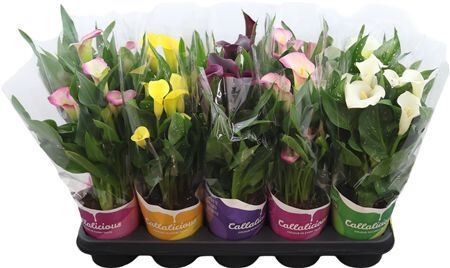 Zant Gemengd 2+ Potcover Tst