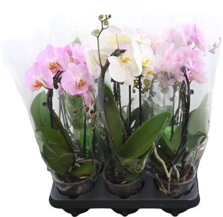 Phal Casc Gemengd 2 Tak