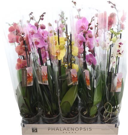 Phal Gemengd 3 Tak 6kl