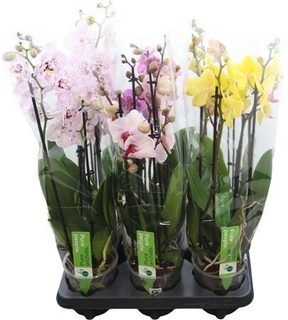 Phal Gemengd 4 Tak 5kl