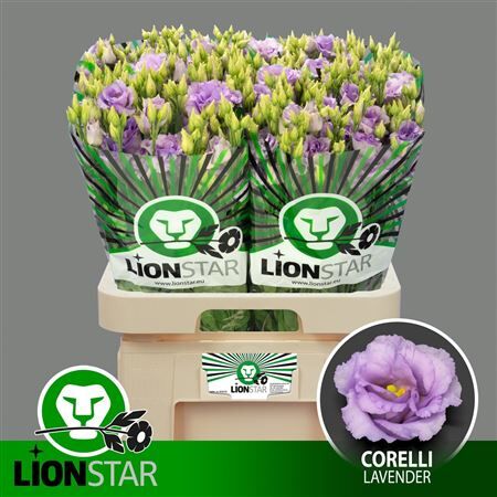 Eus G Corelli Lavender