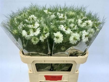 Nigella Da White Lady