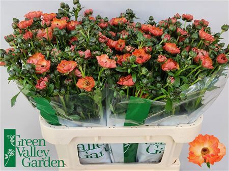 Ran Co Mag Salmousse