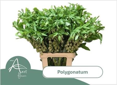 Polygonatum Multiflorum