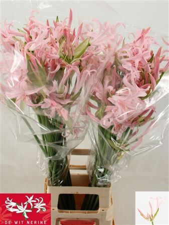 Nerine Bo Sofie