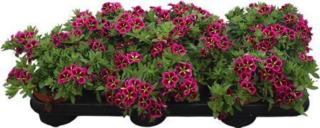 Calibrachoa Goodnight Kiss