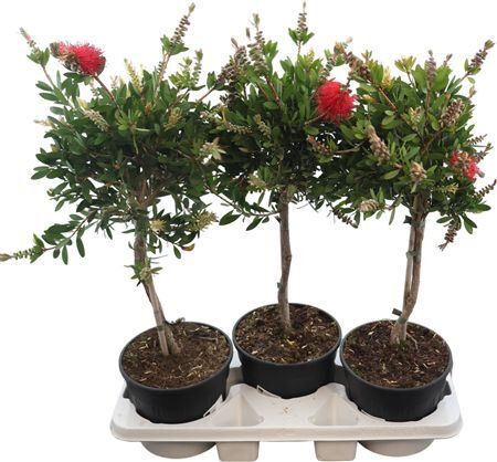 Callistemon Laevis Stam