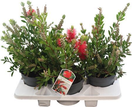 Callistemon Laevis
