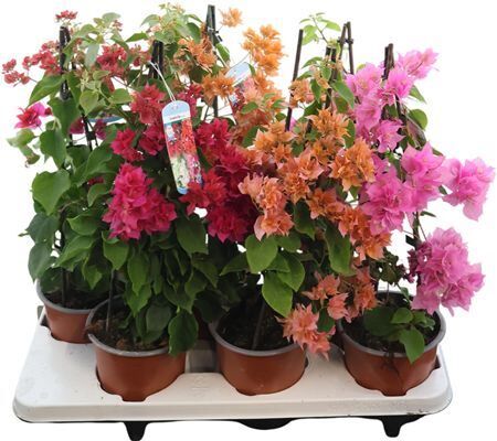 Bougainvillea Gemengd Double Flower Piramide