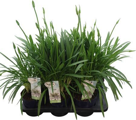 Agapanthus Amourette White 6+