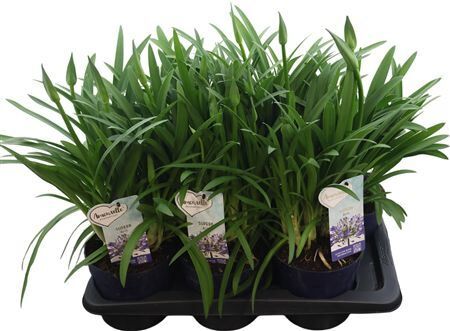 Agapanthus Amourette Blue 6+