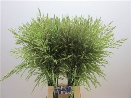 Siergras Panic Mi Umbrella