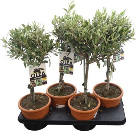 Olea Europaea Stam