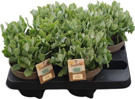 Crass Arborescens Blue Hale