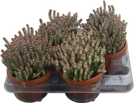 Crass Marnieriana Hottentot