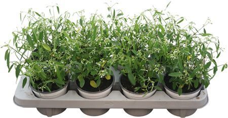 Euphorbia Diamond Frost