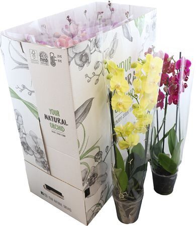 Phal Gemengd 3 Tak Your Natural Orchid