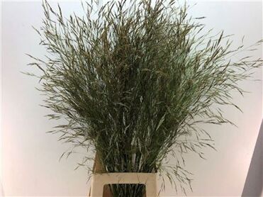 Siergras Sorghum A Panselaria