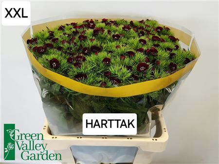 Di Barb Will Bl Cher