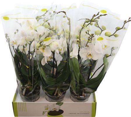 Phal Big 50 Inyo 2 Tak