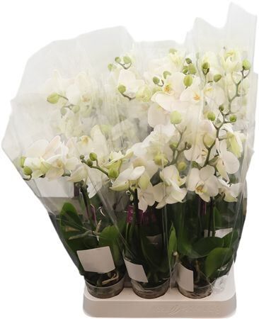 Phal Mini Sweety White 2-3 Tak (bo)