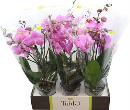 Phal Tablo Pink Lady 2 Tak