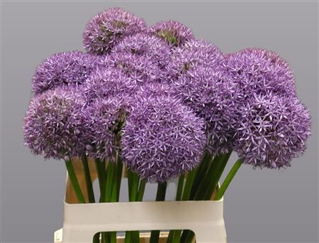 Allium Grootbloemig