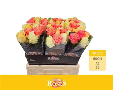 R Gr Avalanche Gem Bs