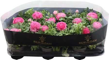 Ranun Sprinkles Light Pink