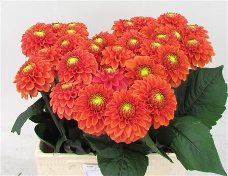 Dahlia Bright Orange