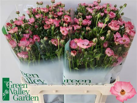 Ran Co Magical Strawberry