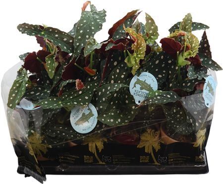 Beg Maculata Terracotta