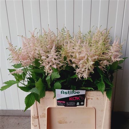 Astilbe Ja Europa