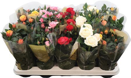 Ro Kordana Grande Gemengd