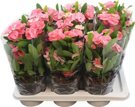 Euphorbia Milii Charlotte Xxl