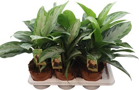 Aglaonema Silver Bay