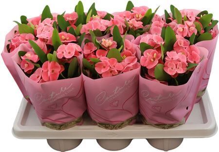 Euphorbia Milii Charlotte