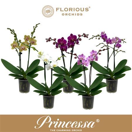 Phal Gemengd 2 Tak Princessa