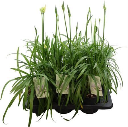 Agapanthus Summer Love White 3+