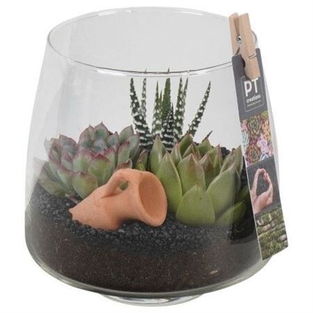 Opm Pt Ptsu8410 Succ Glas Vaas