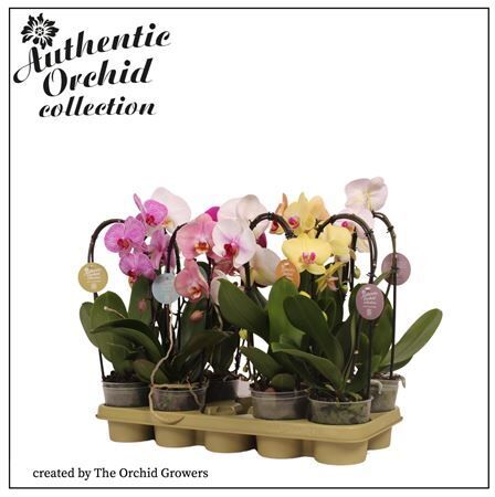 Phal Casc Gemengd 1 Tak