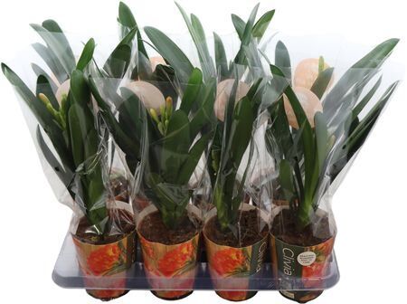 Clivia Miniata Potcover