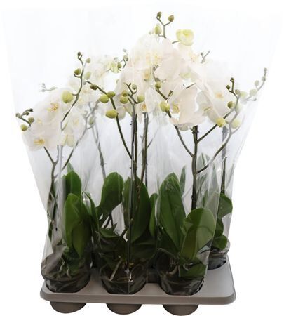Phal King White 1 Tak (bo)