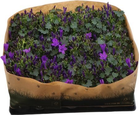 Camp Port Get Mee Blauw