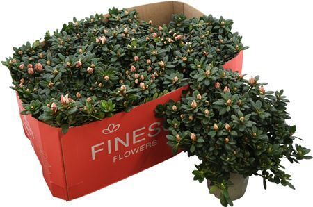 Rhodo Si Mevr Gerard