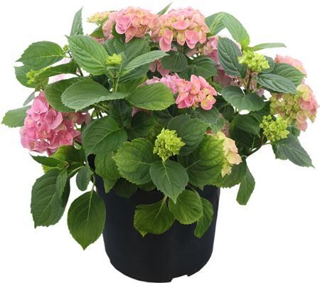 Hydr Mac Early Pink 25+